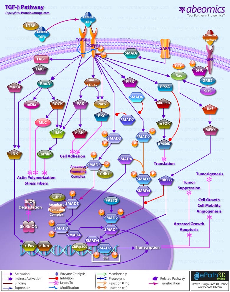 TGF Beta Signaling Pathway